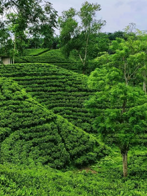 Moulvibazar